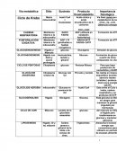Cuadro de Vias Metabolicas