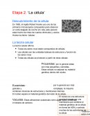 Etapa 2. ‘La célula’