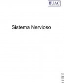 Sistema Nervioso Tarea