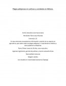 Cuestionario plagas peligrosas en cultivos y combates en México