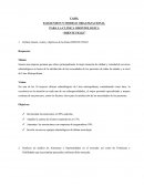 Ensayo: Diente Feliz