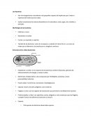 Las bacterias.