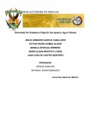 Diversidad De Ortópteros Plaga En San Ignacio, Agua Caliente..