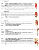 Músculos de la región glútea.