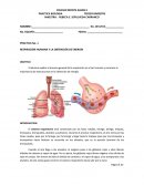 PRACTICA No. 1 RESPIRACIÓN HUMANA Y LA OBTENCIÓN DE ENERGÍA