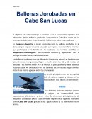 Ballenas Jorobadas en Cabo San Lucas