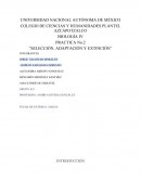 UNIVERSIDAD NACIONAL AUTÓNOMA DE MÉXICO COLEGIO DE CIENCIAS Y HUMANIDADES PLANTEL AZCAPOTZALCO.