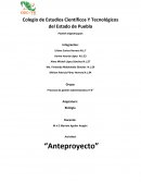 Actividad: “Anteproyecto” Presentación de un proyecto creativo y original que combina madera, cristales y verduras deshidratadas con el objetivo de crear diseños atractivos y respetuosos con el medio ambiente