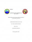 DEPARTAMENTO DE INVESTIGACIONES CIENTÍFICAS Y TECNOLÓGICAS (DICTUS).