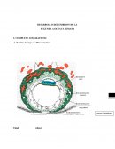 Desarrollo del Embrión de la segunda a octava semana