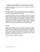 Fosforo y potacio en las plantas