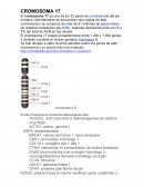 CROMOSOMA 17