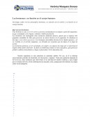 Las hormonas y su función en el cuerpo humano
