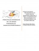 PRINCIPALES DIFERENCIAS DE LOS SENOS PARANASALES