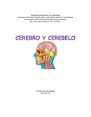 Cerebro y cerebelo