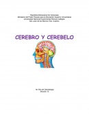 Cerebro y cerebelo