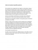 Cuáles son las plantas traqueofitas superiores