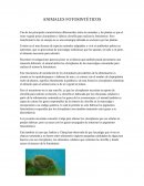 Animales fotosintéticos