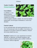 Ocimum basilicum