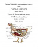 METODOLOGIA O PROCEDIMIENTO