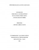 Conocimiento hipotético y conjetural