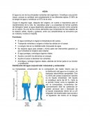 AGUA El agua es uno de los principales nutrientes del organismo