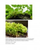 Bryophyta sensu stricto o "musgos"