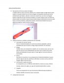 ANALISIS MORFOLOGICO Descripción de la forma exterior del objeto
