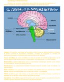 El cerebro y el sistema nervioso.