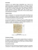 Sistema endocrino.