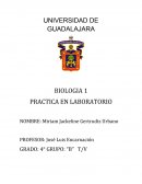 TAREAS DE PRACTICA EN LABORATORIO