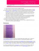 Que es el Cartilago hialino