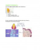 LIGAMENTO PERIODONTAL. APUNTES CIENTÍFICOS