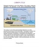 Ensayo en Ingles: CARBON CYCLE