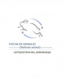 Testar en animales