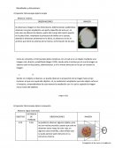Resultados y discusiones