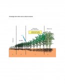 Fenología del cultivo de la caña de azúcar