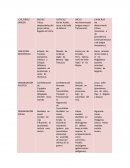 Ev1 . Cuadro comparativo que describa las características de culturas diferentes.