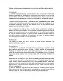 Usos antiguos y actuales de la marihuana (Cannabis sativa)