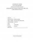 Informe de microscopia.
