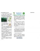 Potencialidades de la yuca.