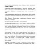 IDENTIFICACION AGROECOLOGICA DE LA VEREDA LA TOMA, MUNICIPIO DE EL PEÑOL – NARIÑO.
