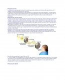 Polarización de la luz . Polarización por absorción selectiva