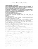 Anatomía y fisiología del feto a termino