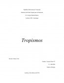 Los tropismos son las respuestas específicas que dan las plantas a los cambios o estímulos que se producen en algún factor del ambiente. Estos son, por lo general