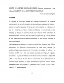 Efecto de aceites esenciales sobre Fusarium, causante de la marchitez en heliconias
