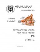 EL NERVIO TRIGÉMINO V