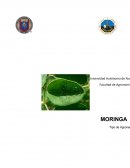 Ensayo de el “El árbol de la vida”