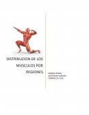 Distribución de los músculos por regiones