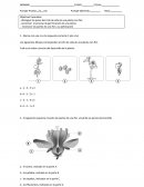 Los siguientes dibujos corresponden al ciclo de vida de una planta con flor.